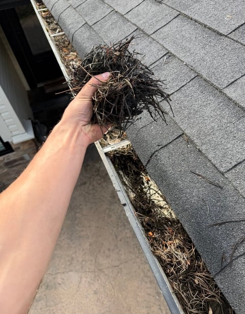 Hand holding pile of leaves and debris cleaned from roof gutter above gray asphalt shingles